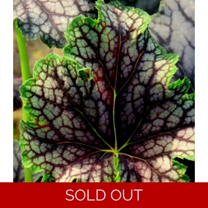 Heuchera 'Beauty Colour'